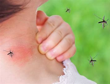 Dengue 